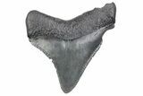 Serrated, Juvenile Megalodon Tooth - South Carolina #370187-1